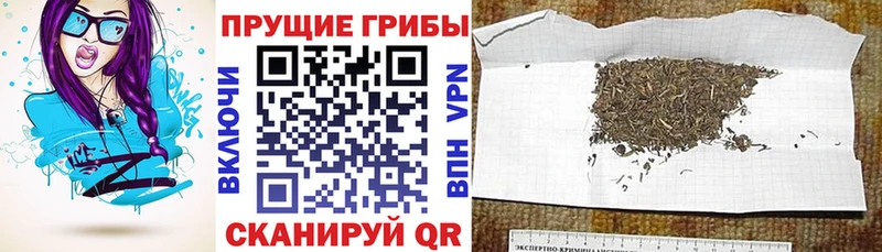 Псилоцибиновые грибы GOLDEN TEACHER  продажа наркотиков  Бор 